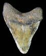 Juvenile Megalodon Tooth #61800-1